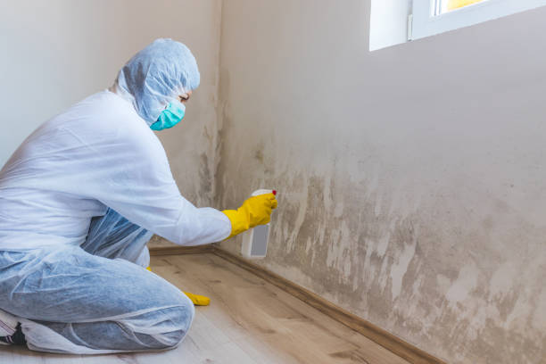 Professional mold removal team in Sequim